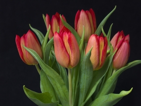 唯美郁金香花束摄影图片